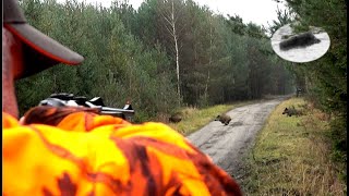 Wild boar and red deer driven hunting fever in November best moments compilation