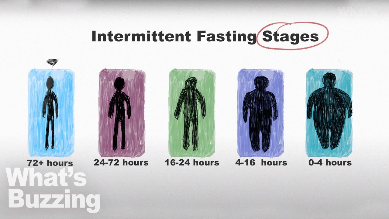 Intermittent Fasting Stages: What Is Actually Doing To Your Body - YouTube