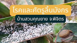 EP.32 โรคและศัตรูลิ้นมังกร#dracaena #sansevieria #ไม้ฟอกอากาศ#SnakePlant