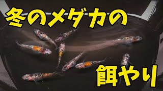 【メダカッキーch】冬の餌やり