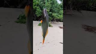 ഒരു കൈ അപത്തം trigger fish ആണേ #fishing #viralvideo #shorts #shortsfeed