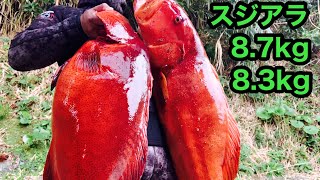 離島魚突き　巨大スジアラ2連突き‼︎ 8.7kg  8.3kg   アオノメハタ　アカジン