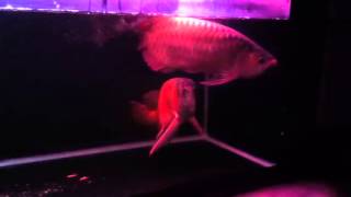 Arowana courtship female in labour