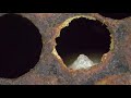 varroa mite another mystery revising old footage varroa destructor pms