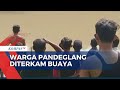 Geger! 2 Warga Pandeglang Banten Diterkam Buaya, 1 Orang Tewas