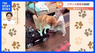 「さすがでございます」 「可愛すぎ」バランス感覚が驚異的と話題の柴犬｜TBS NEWS DIG