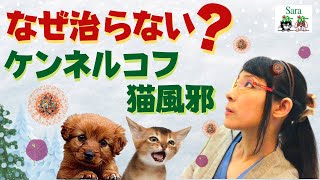 犬猫の感染をはやく治す方法：猫風邪・ケンネルコフの疑問を解決！