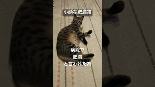 【猫】肥満を指摘されたネコは明日から強制ダイエット#shorts#保護猫 #ネコ #キジトラ #ねこ