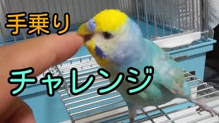 セキセイインコのコトちゃん。過激に遊んで、手乗りの証明