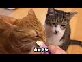 【野良猫食堂】可愛い野良猫さんと散歩に行ってみた