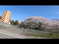 【モトブログ 422】おー桜吹雪！　2023年い〜な さくら通り お花見ツーリングに行く。