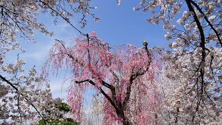 2019 長野　小諸懐古園　桜満開