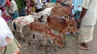 আজ ৬ আগস্ট শুক্রবার || সবচেয়ে ছোট ছোট ষাঁড় ও বকনা গরুর দাম || choto choto goru dam || আমবাড়ী হাট