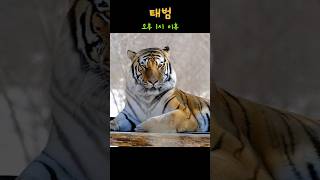 (4K) 오늘의 백대 호랑이숲 요약 시베리아 호랑이 한 도 태범 2025.02.22 #백두대간호랑이 #shorts #shortvideo