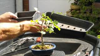 34. Oak Seedlings and Field Maple slip potting \u0026 Escallonia major pruning