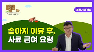 송아지 이유 후, 적절한 사료 급여 요령을 알려주세요!ㅣ축평원의 소소(牛牛)한 Q\u0026A