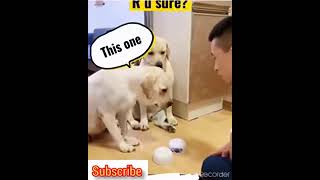 Cute and Funny || Clever Dogs
