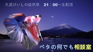 飼育の悩み一緒に解決しましょ♬【2021年10月20日】ベタの何でも相談室