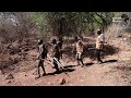 how the hadzabe tribe successfully hunt baboons from the wilderness