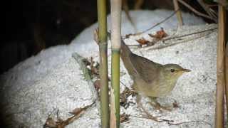 Styan's Grasshopper Warbler (Locustella pleskei)