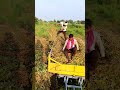 सोयाबीन ट्रॅक्टरने जमा केली soybean tractor na jama keli bhandan