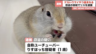 ごはん窃盗事件でリス（男）を逮捕。【りすほっちニュース】【リチャードソンジリス】