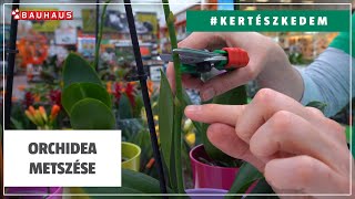 Orchidea metszése | #KERTÉSZKEDEM