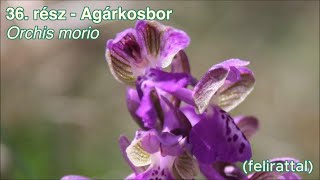 36.  rész   Agárkosbor