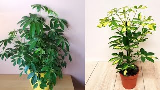 كيفية العناية بنبات الشفليرا Schefflera شرح عن احتياجاتها من الري و الضوء و التسميد و طرق إكثارها