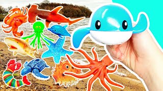 Babies Toddlers Learn Sea Animal Names \u0026 Facts at the Lake for Kids: Jellyfish Starfish Crab