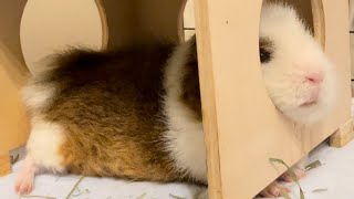 無防備なモルモットと悶絶する飼い主　Relaxing guinea pig and rejoicing me