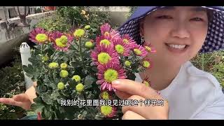 秋天是一个种菊～赏菊的季节，球菊 秋菊 美人菊，通通买回来种上