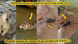 நீருக்குள் முழுகும் குட்டிகளை மீட்கும் தாயின் பாச போராட்டம் | Mother rat trying to save Little rat