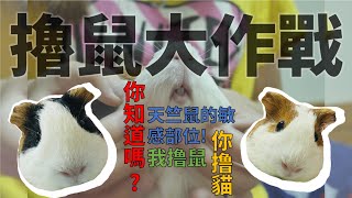 【Fatbe Diary】天竺鼠敏感部位之擼鼠大作戰 Guinea pigs dislike touching zones