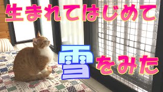 生まれてはじめて『雪』を見た猫ちゃんたち