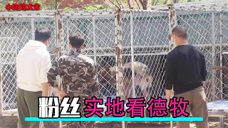 粉丝开车实地看德牧，转了一圈却没要，这是为什么呢？【小跑的犬舍】