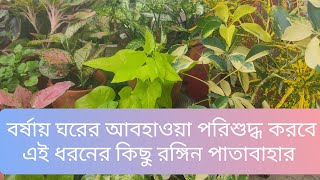 বর্ষায় ঘরে পরিশুদ্ধ আবহাওয়া তৈরি করবে এই ১০টি পাতাবাহার/Grow these air purifying indoor plants.