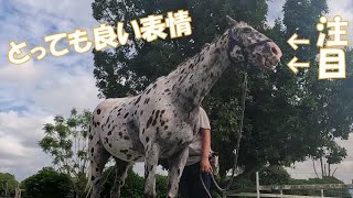 今日も気持ち良くてうっとりのトップス　鼻も身体ものびのびに【ペット】【馬を飼う】