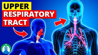 Upper Respiratory Tract - *Quick Explainer Video*