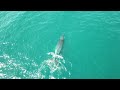 Whale Watching at Azura Benguerra Island