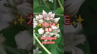 8月の花・雑草(ガガイモ) #shorts