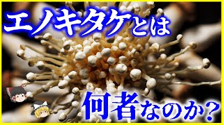 【ゆっくり解説】なぜ白い？実は謎だらけ「エノキタケ」とは何者なのか？を解説/生食したらヤバい？コレラタケ、ニガクリタケと混同注意