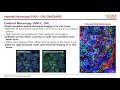 (EN) IVIM Technology's IntravitalMicroscopy_Presentation