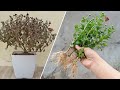 Growing chrysanthemums by cuttings with egg yolk│100% easy rooting