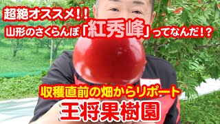 超絶オススメ！！山形のさくらんぼ「紅秀峰」ってなんだ！？　収穫直前の畑からリポート