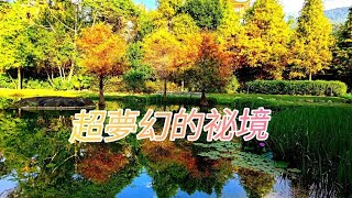 太平苗圃落羽松~精華篇👍