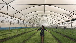 เมียฝรั่งพาชมฟาร์มผักสลัดและการเก็บผักในอิตาลี#vegetable farm in Italy #fattoria Di verdure