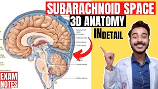 subarachnoid space anatomy 3d | subarachnoid cistern anatomy 3d