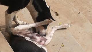 Kannada Sex Dog Sex Com - Ladies Dog Milk