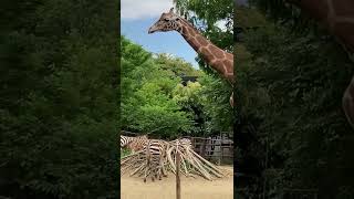 【八木山動物園】キリンは足も長いし首も長いんだよねぇ❣️